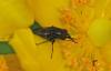 Stomorhina lunata